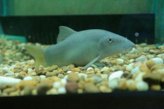 41. [30/08/60] นักศึกษาโปรแกรมวิชาการประถมศึกษา ชั้นปีที่ 4 รหัส 57 ศึกษาดูงานแหล่งเรียนรู้ทางวัฒนธรรม จังหวัดพิษณุโลก